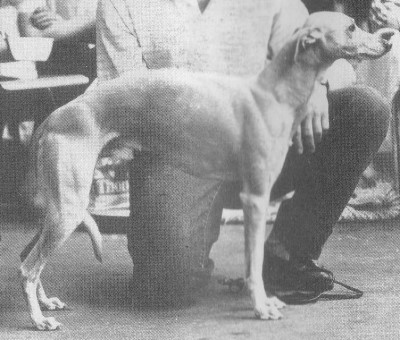 picture of dog