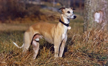 picture of dog