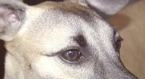 Unsere Neele, k�nnen diese Augen l�gen?