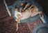 Buckskin, die Ruhe selbst