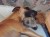 Allegr� und Papa Sarastro